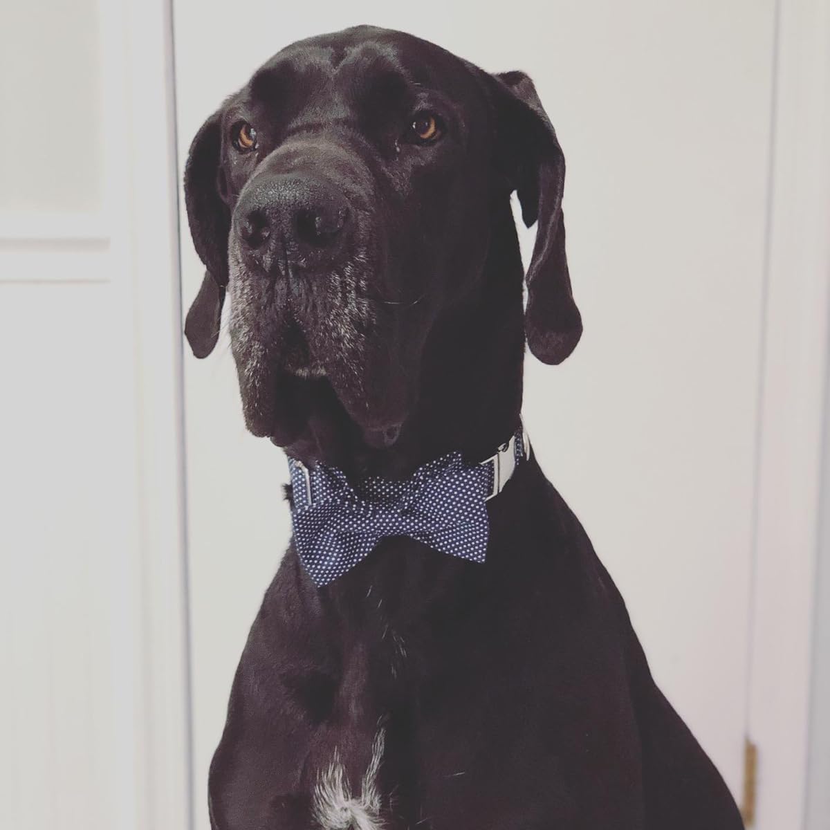 Lionet Paws Boy Dog Collar with Bowtie, Comfortable Adjustable Cute Navy Blue Bow Tie Collar for Male Dogs Gift, XLarge, Neck 16-26 inches