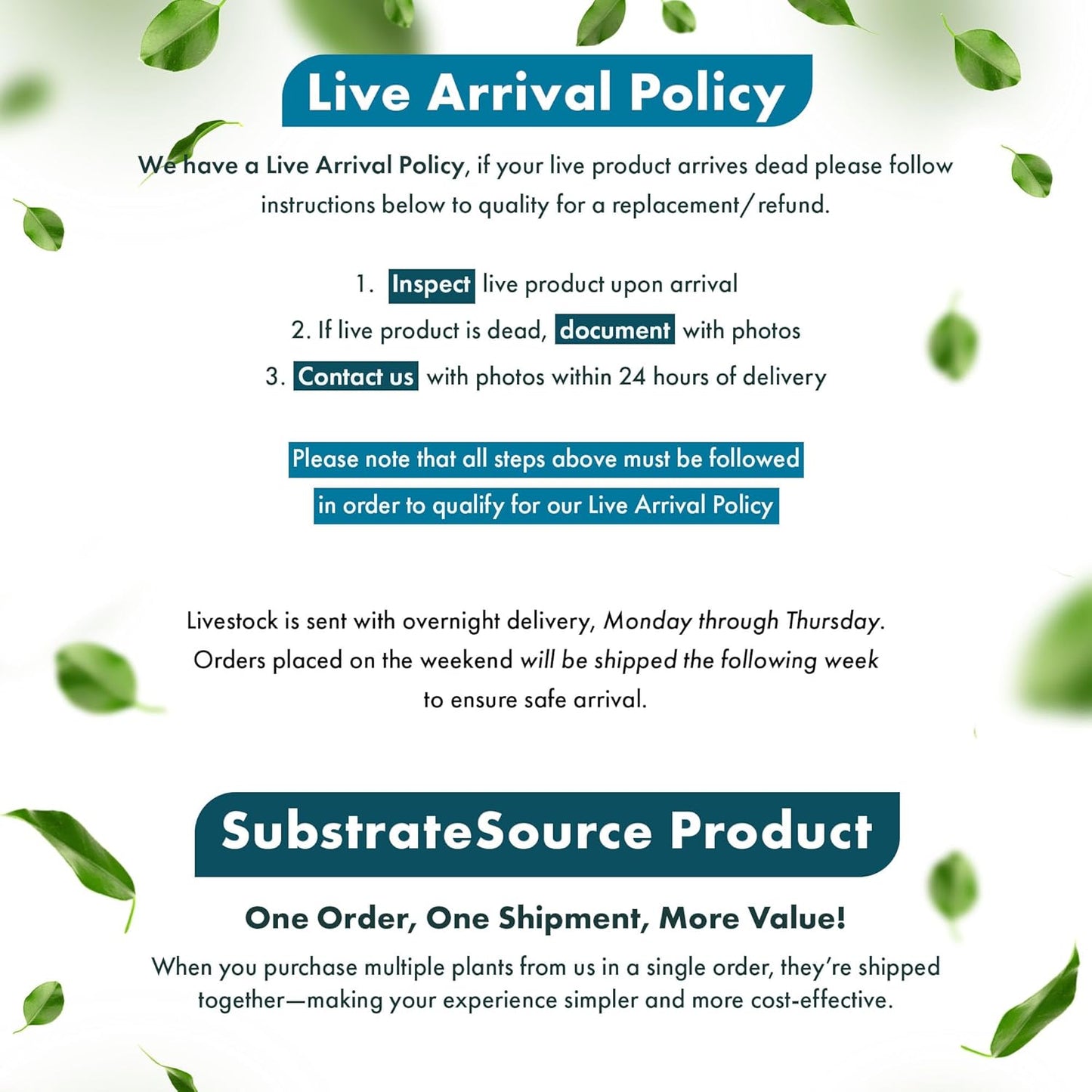 SubstrateSource Live Aquarium Stem Plants - Freshwater Aquatic Plant for Fish Tanks, Aquascaping - (Staurogyne Sp. Porto Velho, 1 Pot)