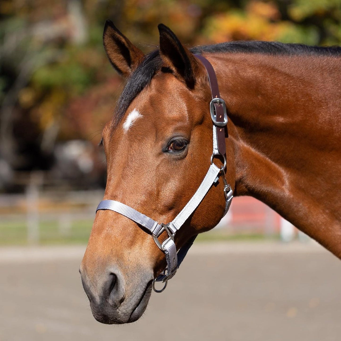 Equinavia Loki Adjustable Breakaway Horse Halter - Silver Sconce Gray - Cob
