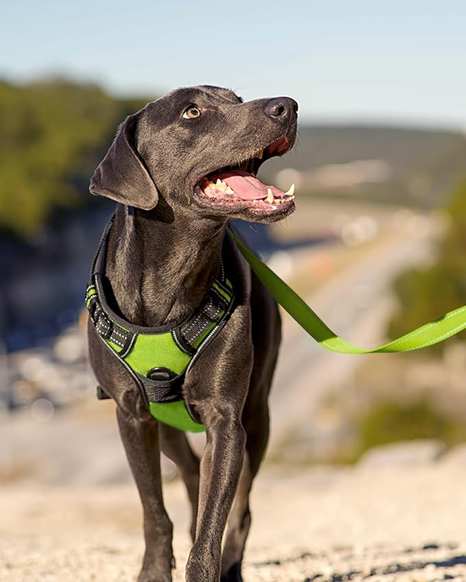 Joytale No Pull Dog Harness for Small Dogs, Front Clip, Green | Grab Handle for Instant Control, Padded & Adjustable Vest, Sturdy Metal D-Rings, for Safe Training & Daily Walking