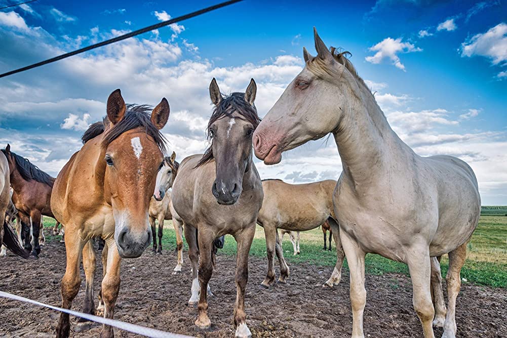 Country Vet Mosquito+Fly Metered Spray Refill (Case of 12) & Automatic Metered Dispenser (Case of 12) - 342033CVA - Great for Barns, Stables, Farms, Stalls and Outdoor Insect/Fly Prevention