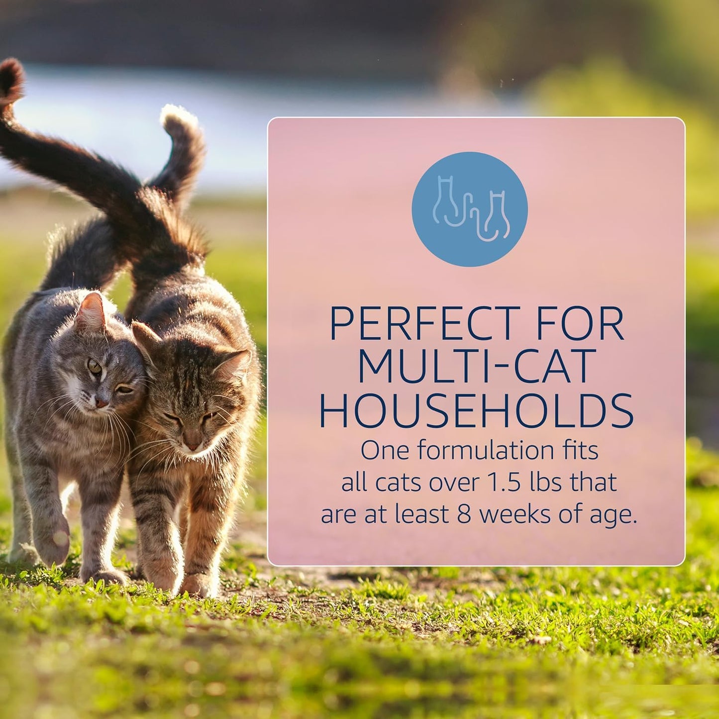 Catego for Cats Flea and Tick Treatment & Prevention (Over 1.5 lbs) 6-Month Supply