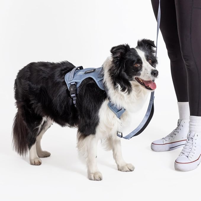 Fei & Eve Classic Dog Harness, MagEase Magnetic Buckle | 3-Point No-Pull Control, Dual Handle Support, 900D Nylon, Tactical Patch Panel, Heavy Duty, Small, Blue