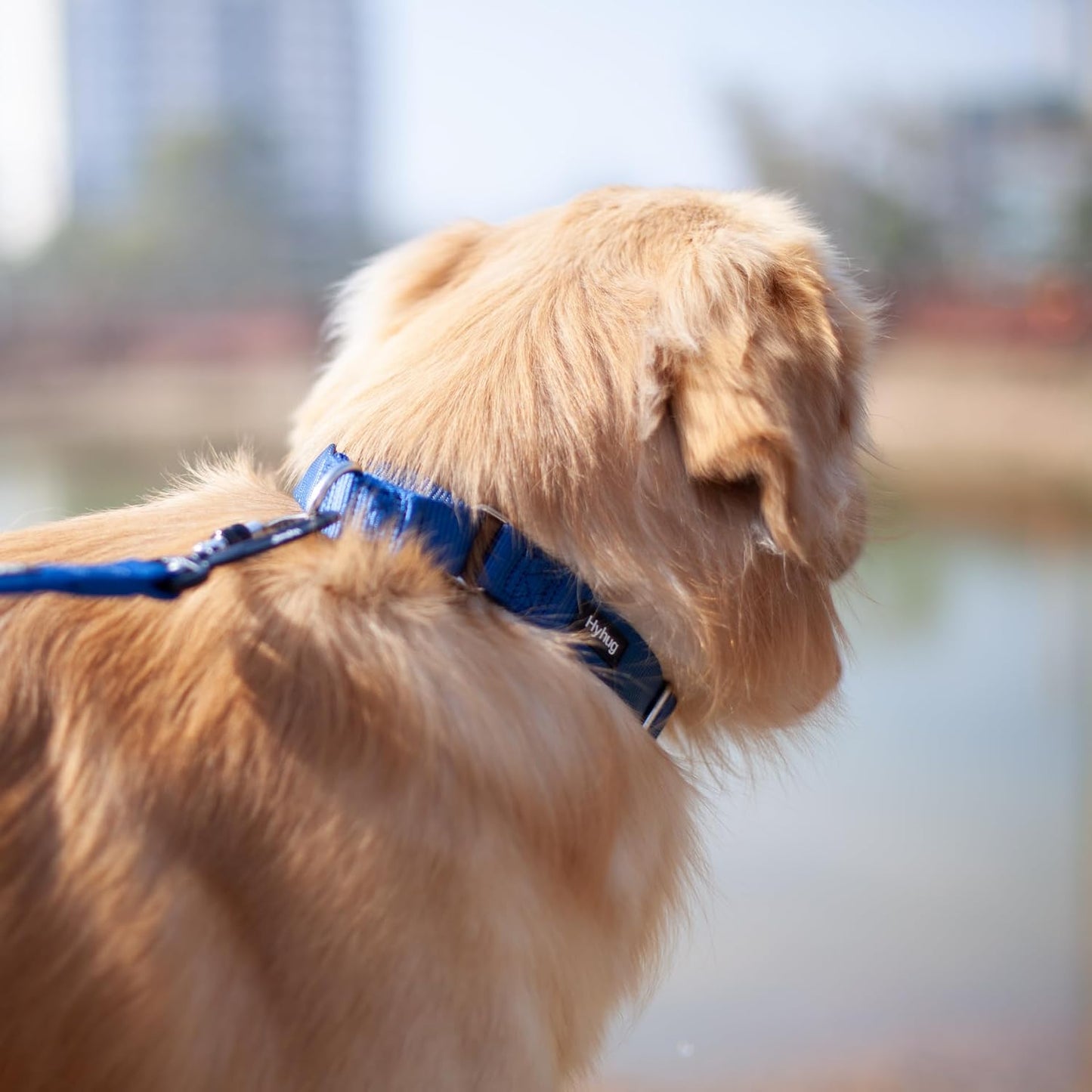 Hyhug Pets Premium Upgraded Durable Nylon Anti-Escape Martingale Collar for Boy and Girl Dogs Comfy and Safe - Professional Training, Daily Use Walking. (Medium, Classic Blue)