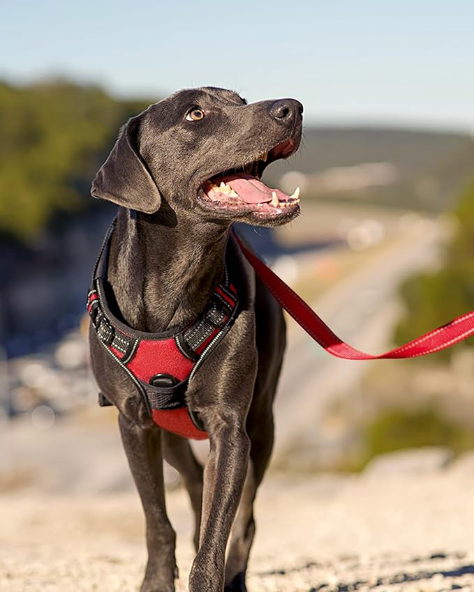Joytale No Pull Dog Harness Medium Sized Dog, Front Clip, Red | Grab Handle for Instant Control, Padded & Adjustable Vest, Sturdy Metal D-Rings, for Safe Training & Daily Walking