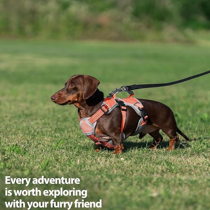 Escape Proof Dog Harness, Dachshund Harness, Reflective Dog Harness with Handle, Durable,Adjustable Vest for Small Medium Large Dogs Walking, Training, and Running Gear (Orange,M)