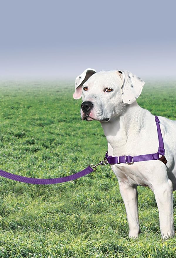 PetSafe Easy Walk Harness, No Pull Dog Harness, Deep Purple, Medium | Patented Martingale Loop Gives Gradual Shoulder Pressure to Stop Pulling, Front-Chest Leash Clip Prevents Gagging