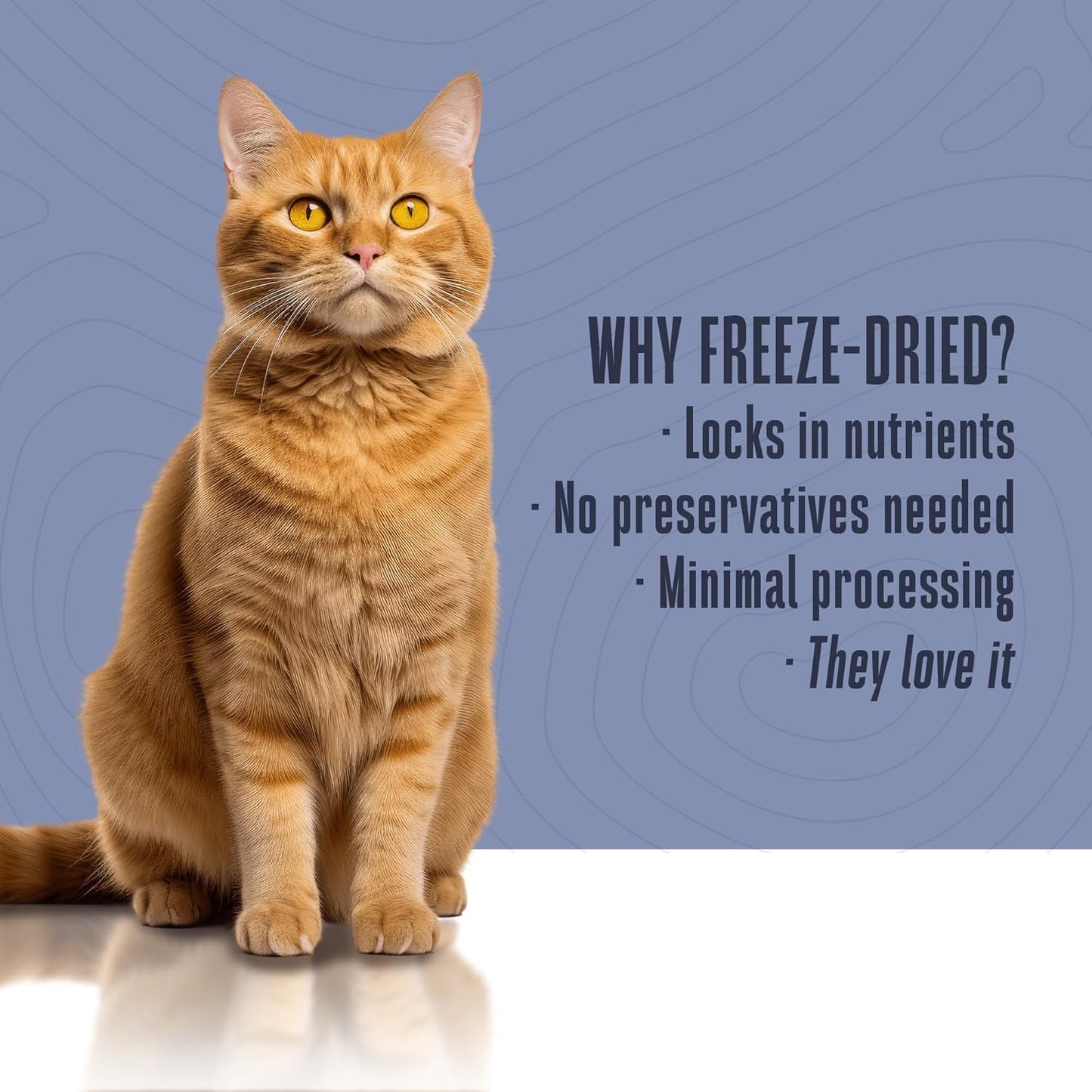 Whole Life Pet Healthy Skin and Coat Cat Supplements for Dry Skin, Allergy & Stomach Relief, Cat Immune & Digestive Support - Probiotics & Omega 3 for Cats, Cat Food Add Ins - 30-Day Supply