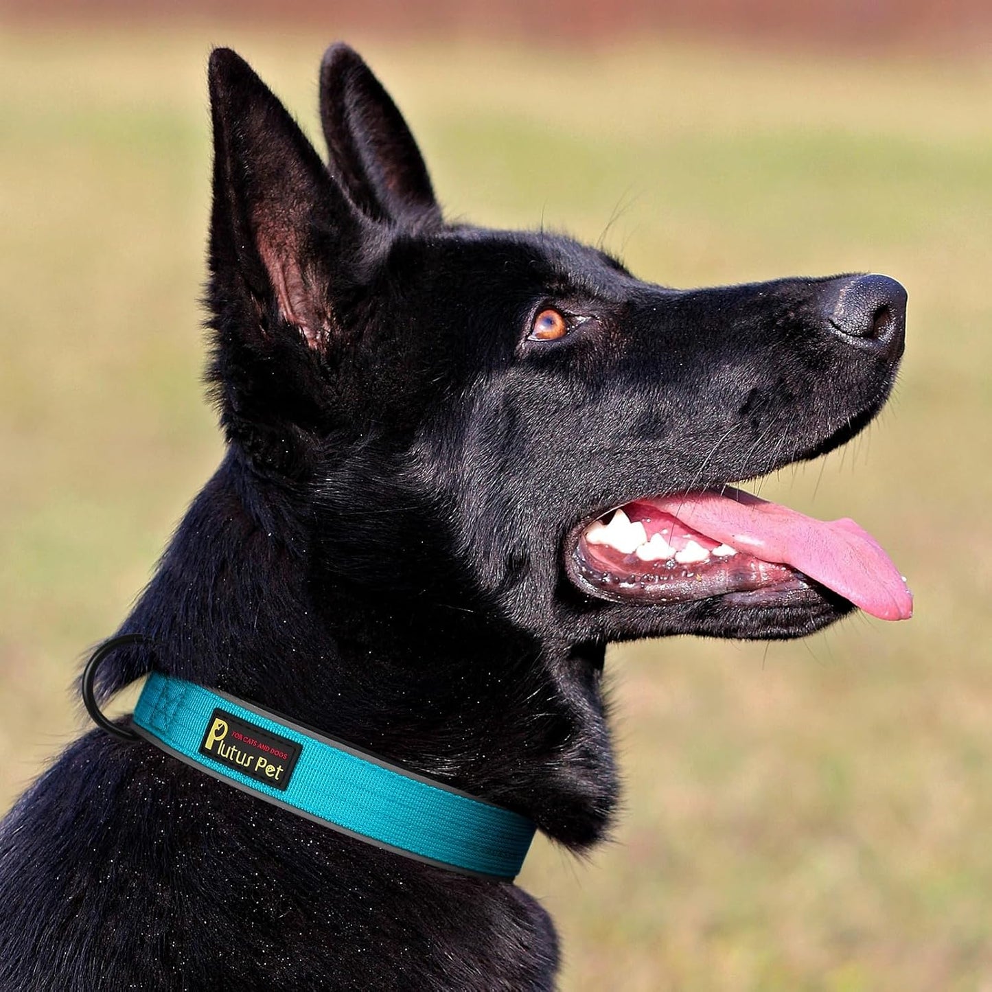 Plutus Pet Tactical Dog Collar, Reflective, Adjustable Heavy Duty Dog Collar, Soft Padded and Comfortable, for Small Medium and Large Dogs (Cyan, XL)