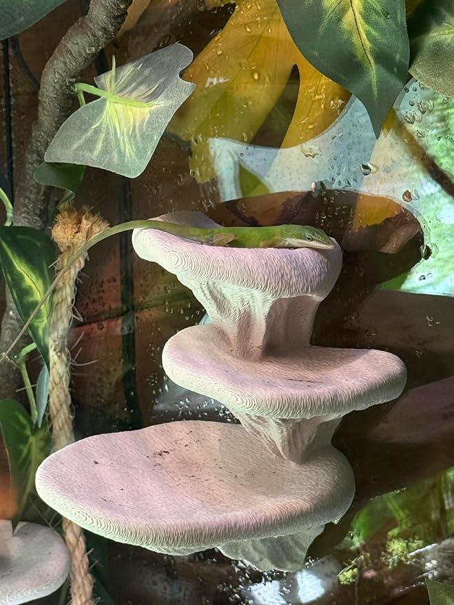 Mushroom Ledge for Terrarium β Climbing & Resting Platform with Suction Cups (Bone, 6''x4.5''x5.25'')