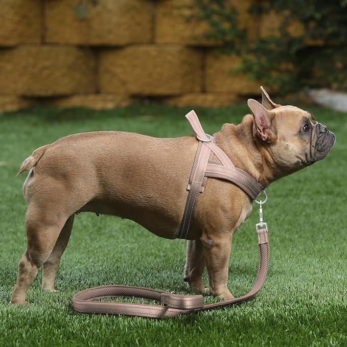 Plutus Pet No Pull Dog Harness for Puppy Small Dogs, Breathable Mesh Padded | Adjustable Reflective with Handle, Escape Proof, Quick Fit Pet Vest, Front Clip, for Training and Walking, Beige, XXS
