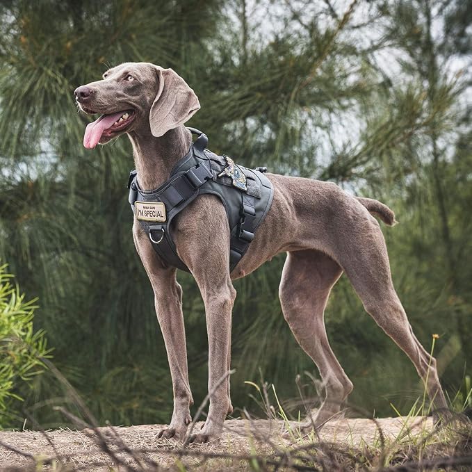 OneTigris Tactical Dog Harness Vest No-Pull Service Dog Vest for Small Dogs | 1000D Pullable Nylon, with Control Handle and Hook & Loop Panels, Easy On & Off, Adjustable for Walking Training Gray XS