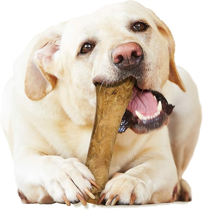 Nylabone Healthy Edibles Natural Dog Chews Long Lasting Bacon Flavor Treats for Dogs, X-Large/Souper (1 Count) (Pack of 2)