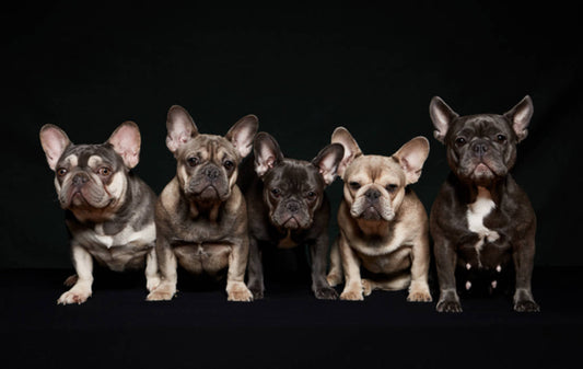 A Cozy Everyday Essential for Dogs and Cats That Love Comfort