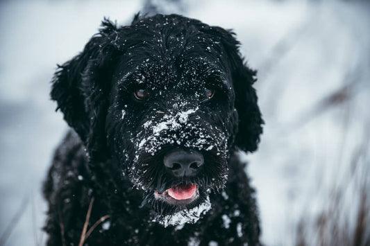 Winter Pet Safety – Essential Supplies for Cold Weather