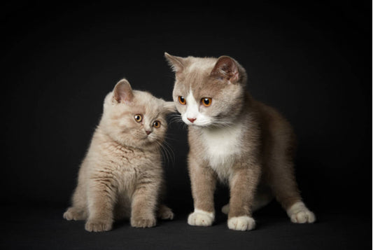 Best Indoor Accessories for Pets Who Love Staying Home