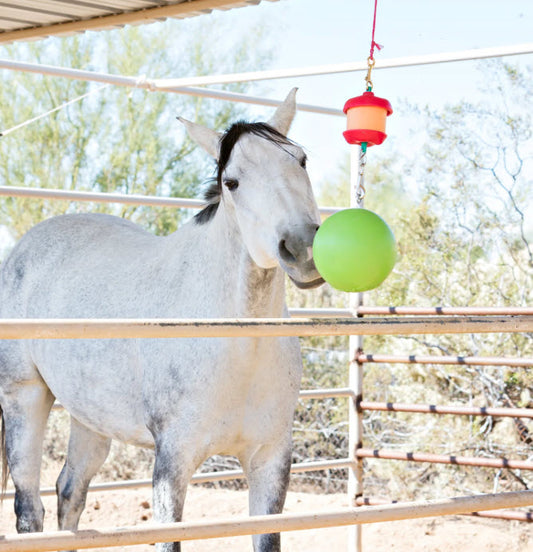 The Essential Horse Stall Toy: Fighting Boredom and Keeping Horses Happy