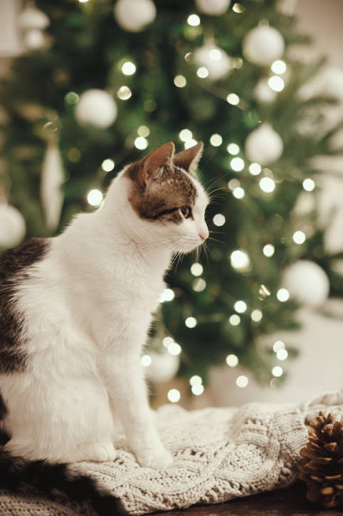 Keep Your Pets Safe and Healthy This Winter