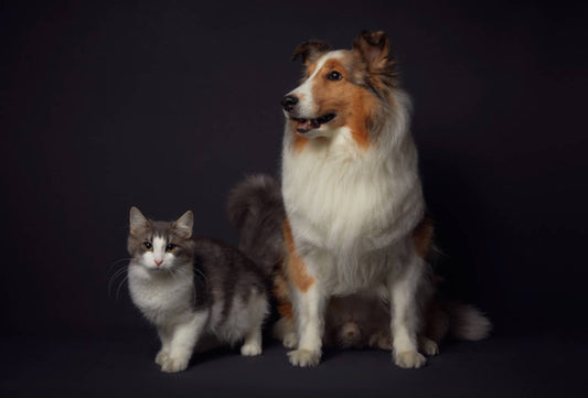 Must-Have Toys and Essentials for Happy Dogs and Cats