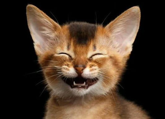 Game On: The Secret to Happy Cats is Interactive Cat Toys