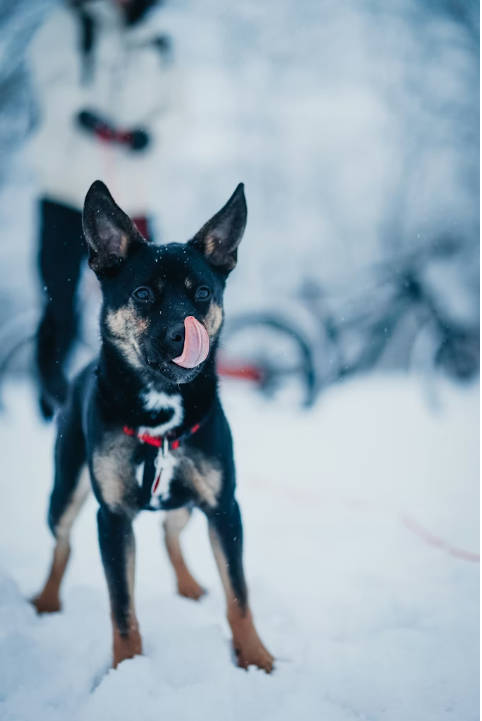 Essential Winter Supplies Every Pet Owner Needs