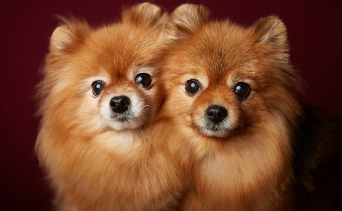 Top Winter Essentials Every Pet Owner Needs