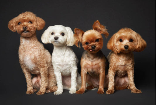 Why Every Pet Owner Needs a Reliable Hair Removal Tool