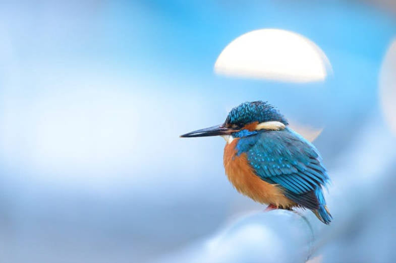 Bird Nutrition Basics