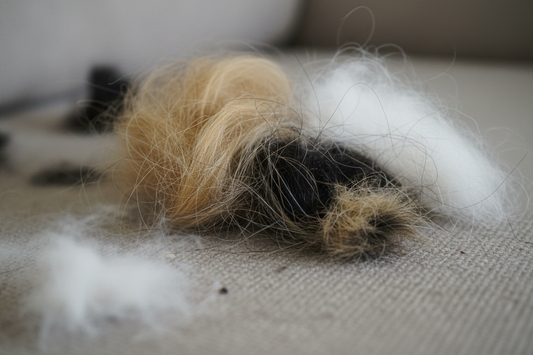 Keep Your Home Fur-Free with the Right Pet Hair Removal Tools