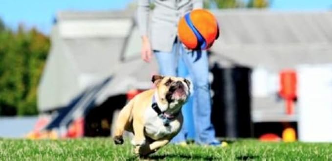 Chuckit! Kick Fetch Ball Dog Toy, Small (6 Inch) (Pack of 4)