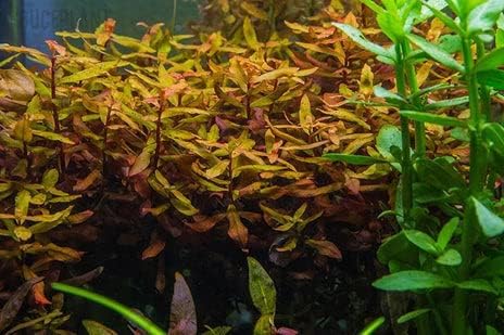 SubstrateSource Live Aquarium Red Stem Plants - Freshwater Aquatic Plant for Fish Tanks, Aquascaping - (Cabomba Piauhyensis Red, 1 Bunch)