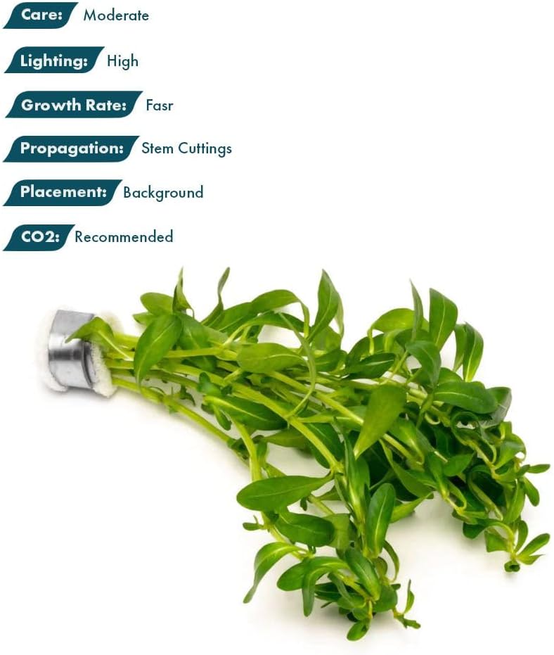 SubstrateSource Live Plant - Ludwigia Inclinata 'Green' - Moderate Care, High Light, Bright Green Accent, Freshwater Aquatic Plant for Aquascaping - Lead Bunch