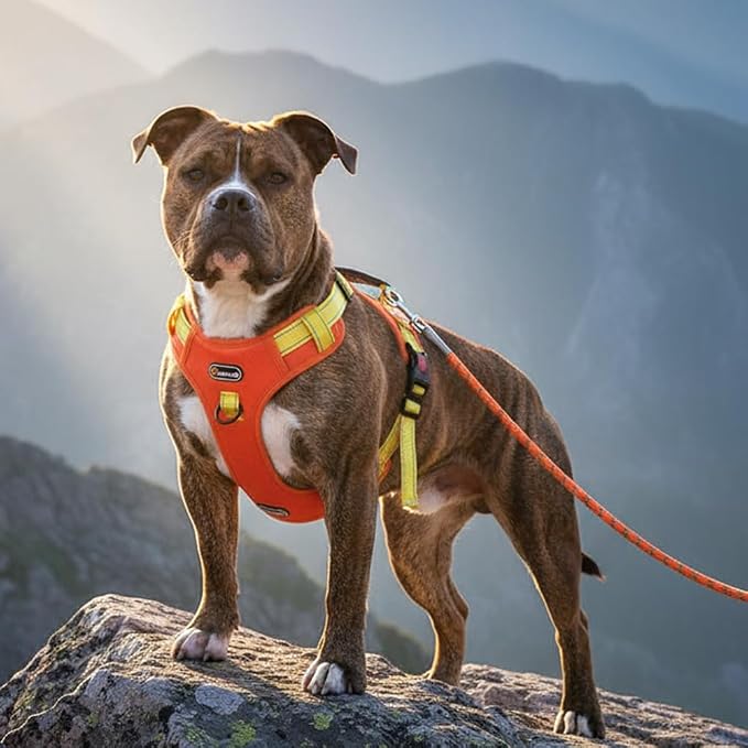 Tactical Dog Harness for Large Medium Dogs No Pull Adjustable Pet Vest with Reflective Straps Front & Back Clips Handle for Hiking Walking Hunting– 4 Sizes with or Without Leash (Orange, XL)