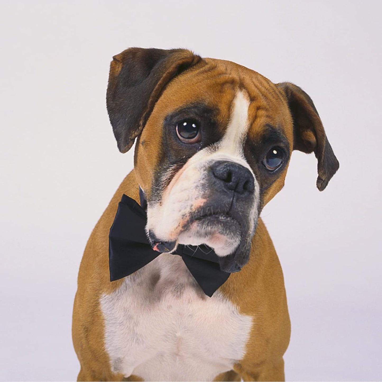 Dog Collar Bowties - 20 PCS Birthday Gift Adjustable Pet Bow Ties for Boys Girls Puppy Cats Photography Grooming Multicolor Bows(Large)