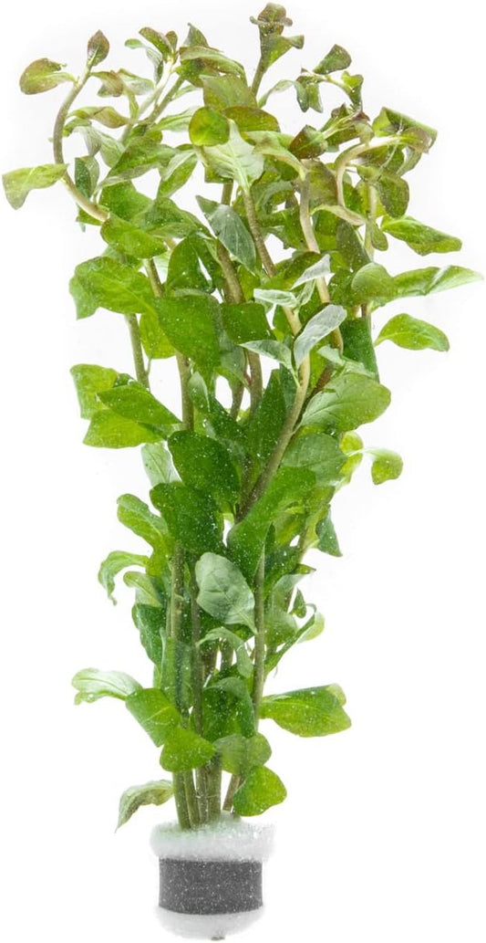 SubstrateSource Live Aquarium Stem Plants - Freshwater Aquatic Plant for Fish Tanks, Aquascaping - (Pearl Weed Hemianthus Micranthemoides, 1 Bunch)