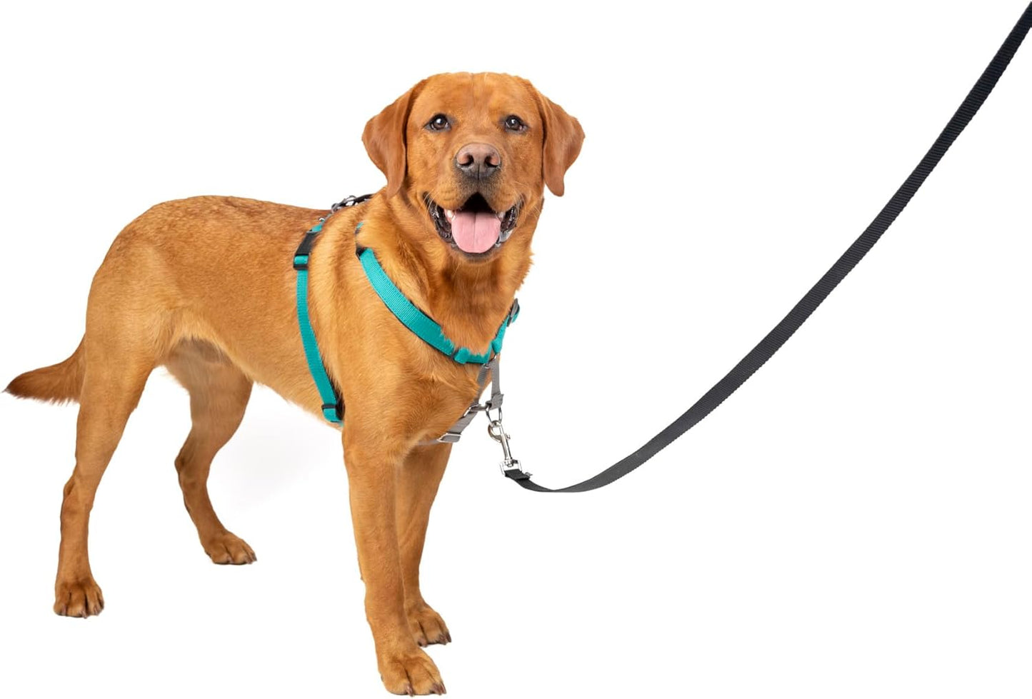 PetSafe 3 in 1 Dog Harness - No Pull Solution for Dogs - Reflective Dog Harness - Front D-Ring Clip Helps Stop Pulling - Comfortable Padded Straps - Top Handle Enhances Control - Teal - Large