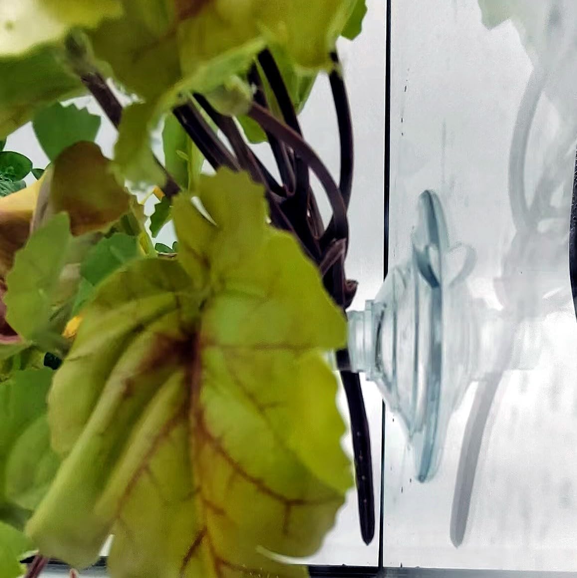 Reptile Plants for Terrarium, Amphibian Habitat Decor Artificial Hanging Plants with Suction Cup, Artificial Plants for Gecko Chameleon Snake Tortoise Tank Accessories. 2 Pack (FL-7)