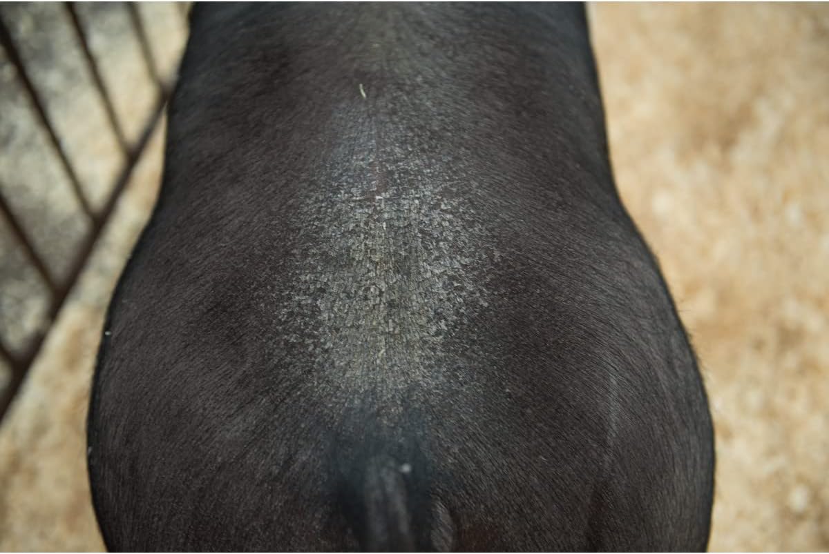 Weaver Leather Swine Conditioner and Shine