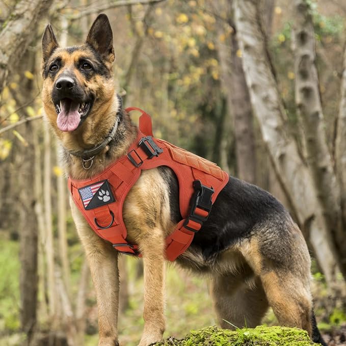 rabbitgoo Tactical Dog Harness for Medium, Heavy Duty Military No Pull Vest | Sturdy Metal Buckles, 5 Adjustments, Molle System, Powerful Pullers for Training, Hunting, Outdoor, Orange, Medium