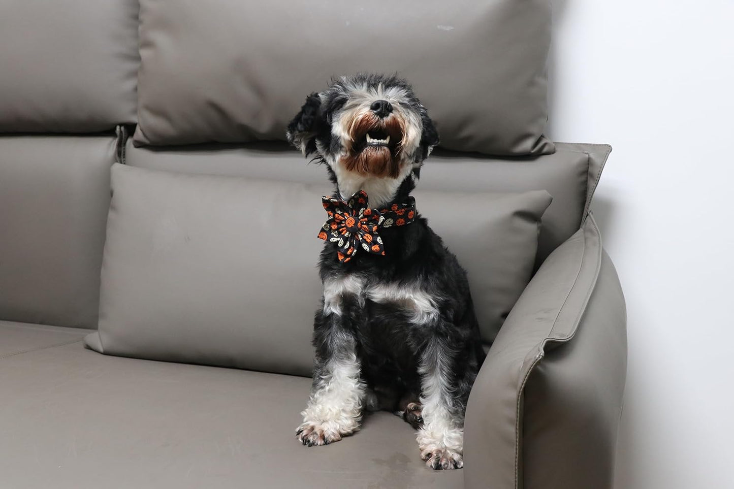 Lionet Paws Dog Collar with Flower - Cute Cotton Adjustable Flower Dog Collar with Metal Buckle for Large Dog Girl Gift, XL, Neck 16-26in