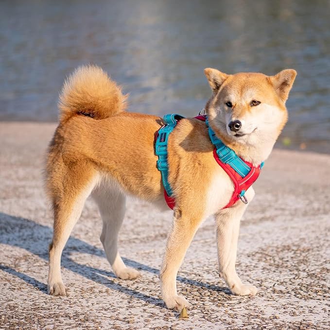No Pull Dog Harness, Unique Colors Reflective Adjustable Dog Vest, with Soft Training Handle Metal Clips for Small Medium Large Dogs (Red Base & Teal Straps,XS)