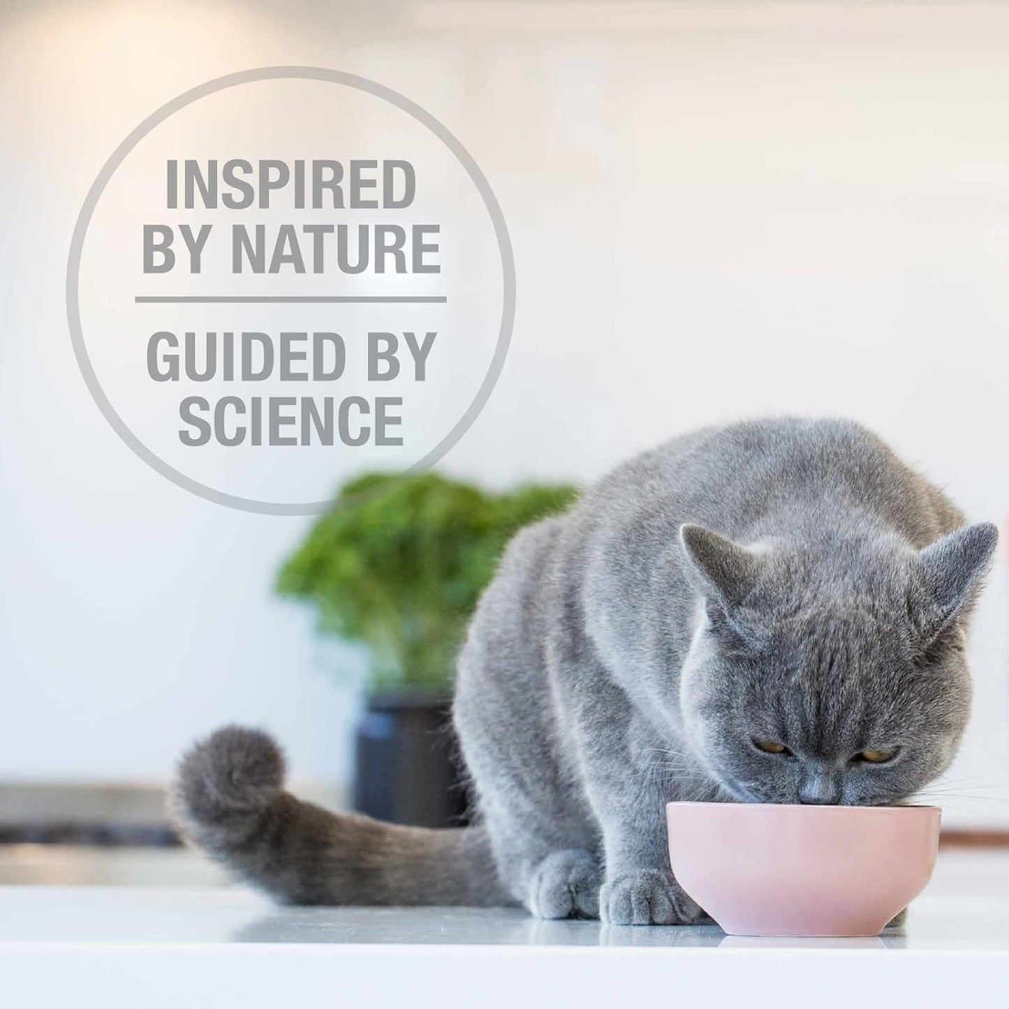 Feline Natural High Protein Dry Cat Food, Freeze-Dried Diet with 98% Meat, Organs & Seafood, No Peas, Grains, or Artificial Additives, Made in New Zealand, Chicken & Lamb, 3.5oz