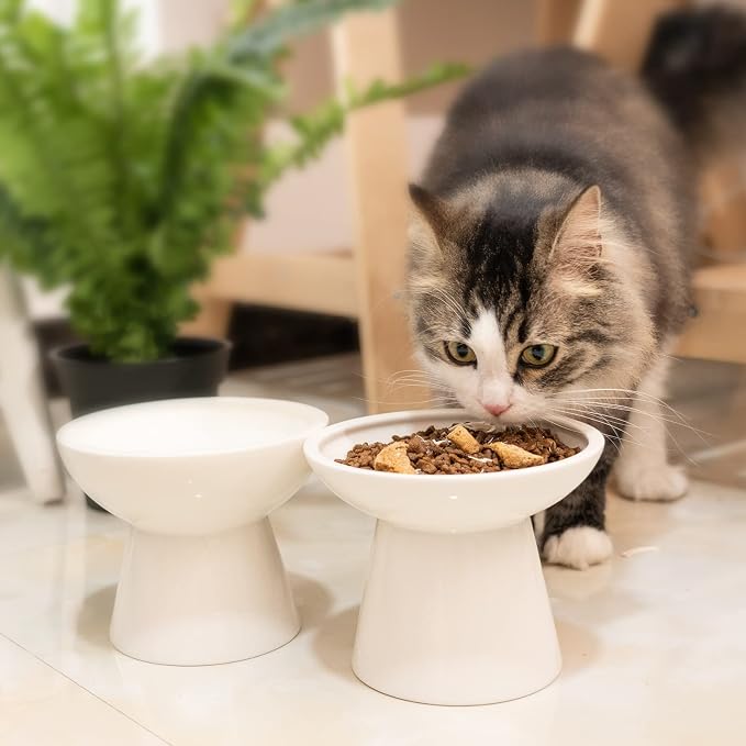 CEEFU 2 Elevated Ceramic Cat Bowls Extra Wide for Food & Water – Whisker Fatigue Shallow Food Dish, Lead & Cadmium-Free, Raised Height for Cats and Dogs, White