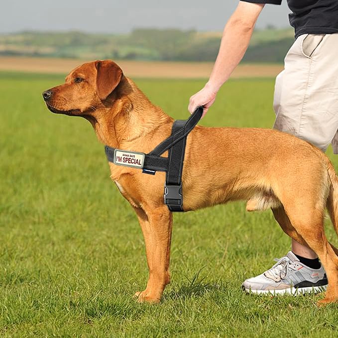Annchwool No Pull Dog Harness with Soft Padded Handle,Reflective Strip Escape Proof and Quick Fit to Adjust Dog Harness,Easy for Training Walking for Small & Medium and Large Dogs(Black,S)