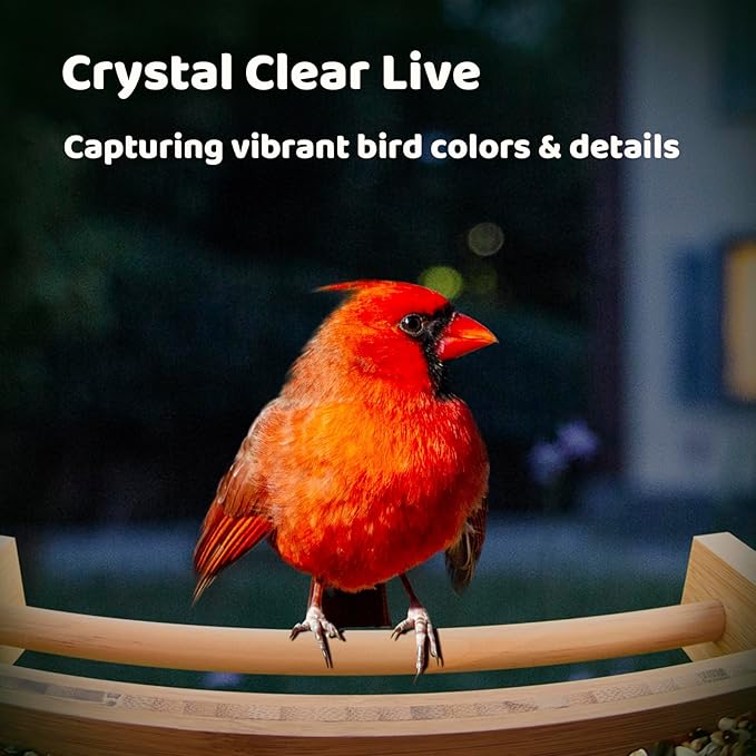 NETVUE by Birdfy Smart Bird Feeder with Camera Solar Powered,2K Live Steam&Permanent AI Identify for Birds&Motion Detection,Birds Watching Ideal Wood Feeder for Chistmas Gift for mom,Bird-Lover