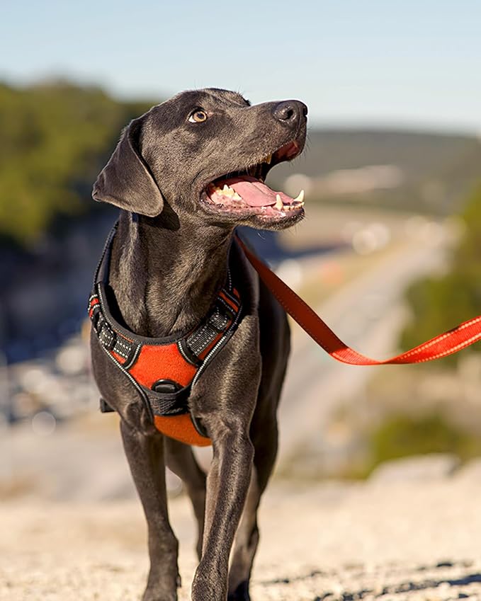Joytale No Pull Dog Harness for Large Dogs, Front Clip, Orange | Grab Handle for Instant Control, Padded & Adjustable Vest, Sturdy Metal D-Rings, for Safe Training & Daily Walking