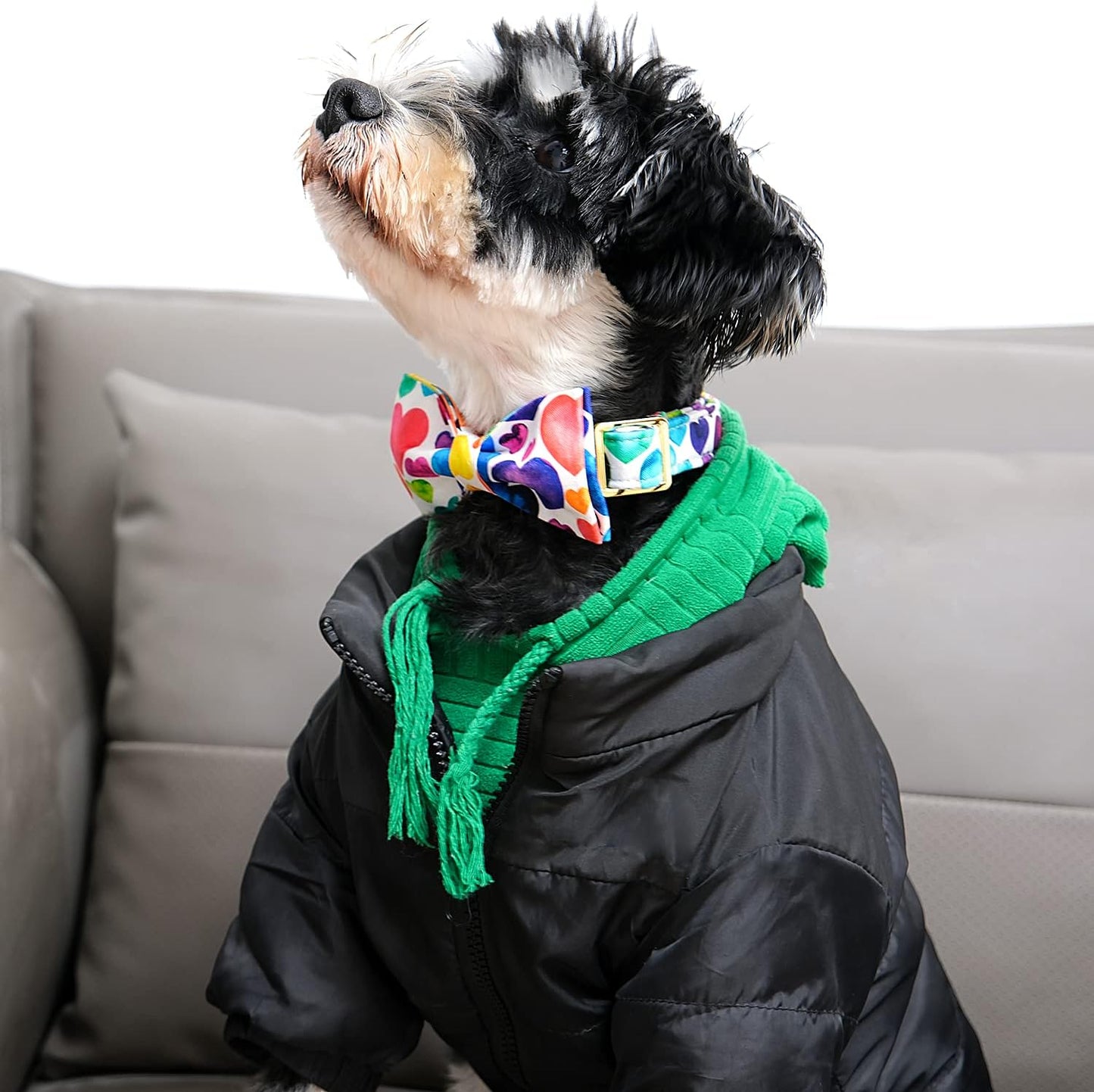 Lionet Paws Valentine's Day Dog Collar with Bowtie, Soft and Comfortable, Adjustable Collar for Small Dogs, Neck 10-16 inches