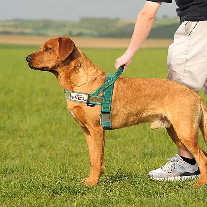 Annchwool No Pull Dog Harness with Soft Padded Handle,Reflective Strip Escape Proof and Quick Fit to Adjust Dog Harness,Easy for Training Walking for Small & Medium and Large Dogs(Green,S)