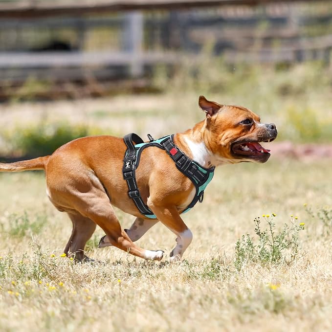 PoyPet No Pull Dog Harness Medium with Front Clip & Neck Release Buckle | No Choke, Adjustable Vest, Reflective, Back Clip, Lockable, Soft Padded Handle for Walking Training, M, Mint Blue