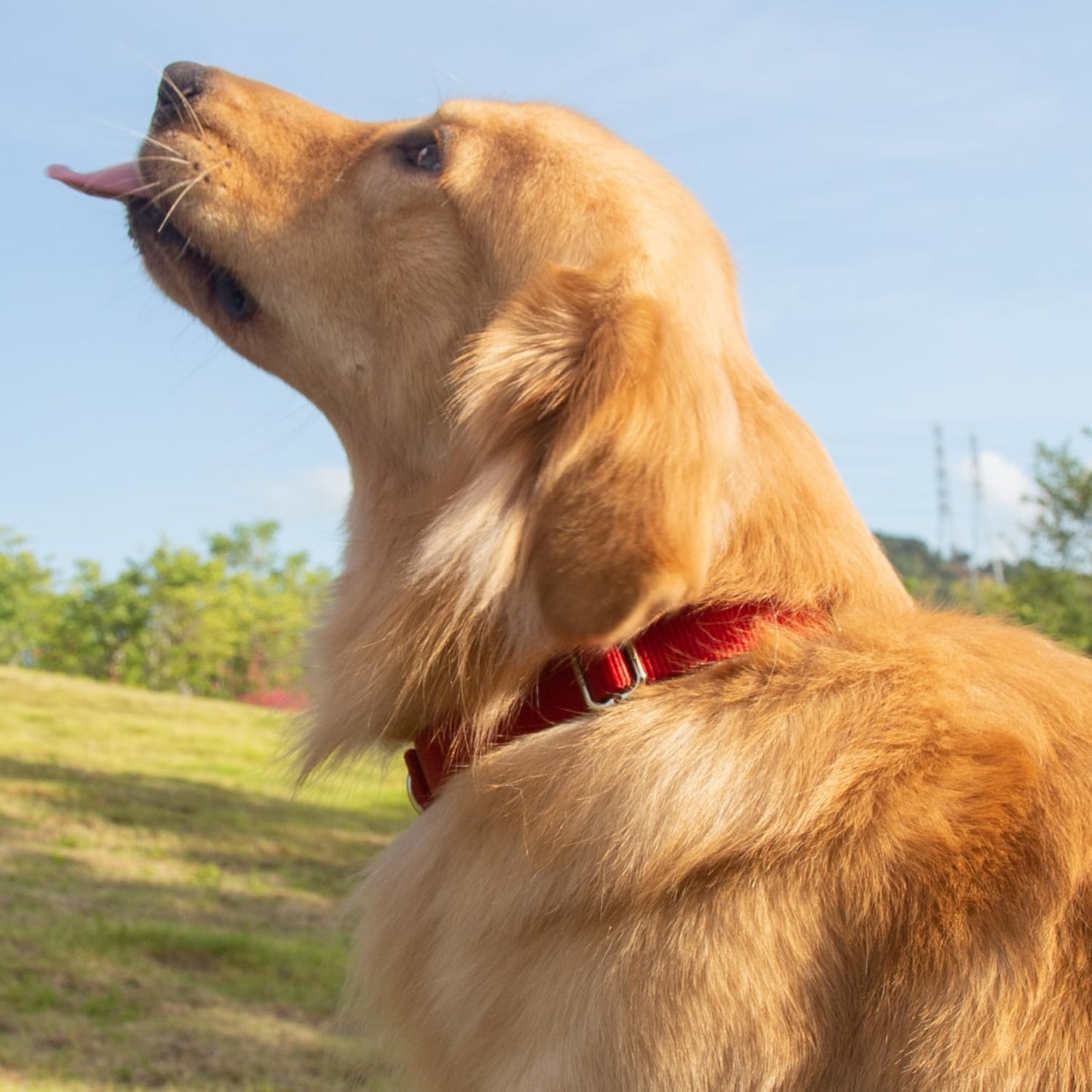 Hyhug Dog Collar for Large Dogs, Heavy Duty Red| Quick Release Nylon Buckle Collar, Adjustable & Durable Pet Supplies for Boy & Girl Dogs (Large, Red)